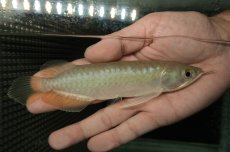 画像2: 青龍（グリーンアロワナ）NO.２ (2)