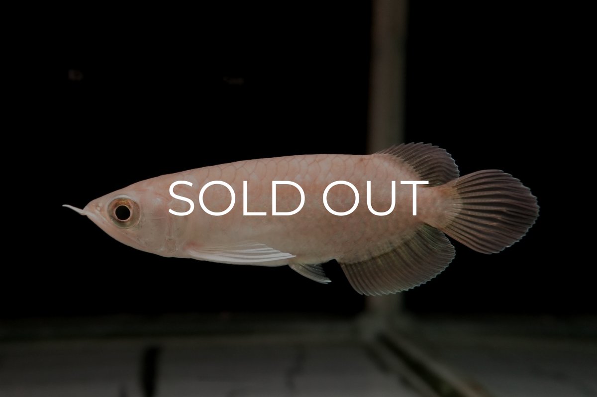 画像1: 青龍（グリーンアロワナ）ショート個体 (1)