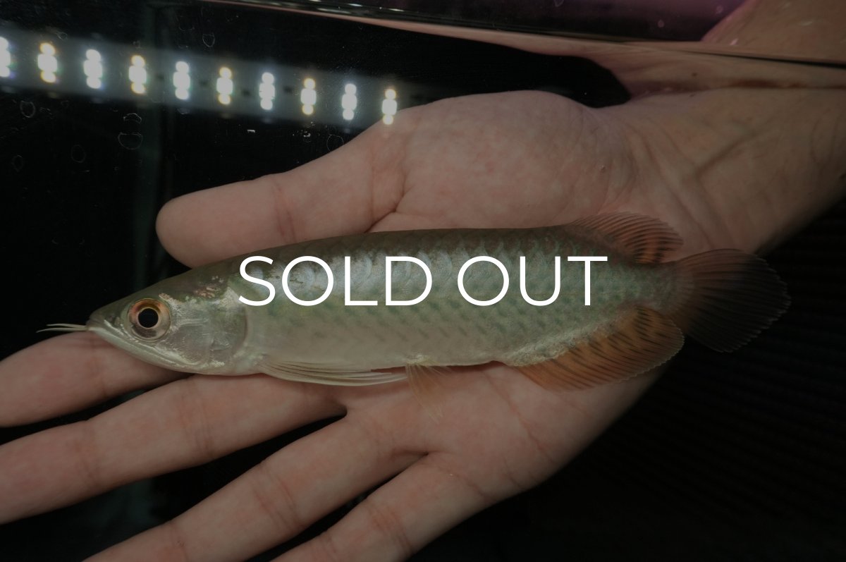 画像2: 青龍（グリーンアロワナ）NO.３ (2)