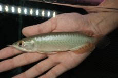 画像2: 青龍（グリーンアロワナ）NO.３ (2)