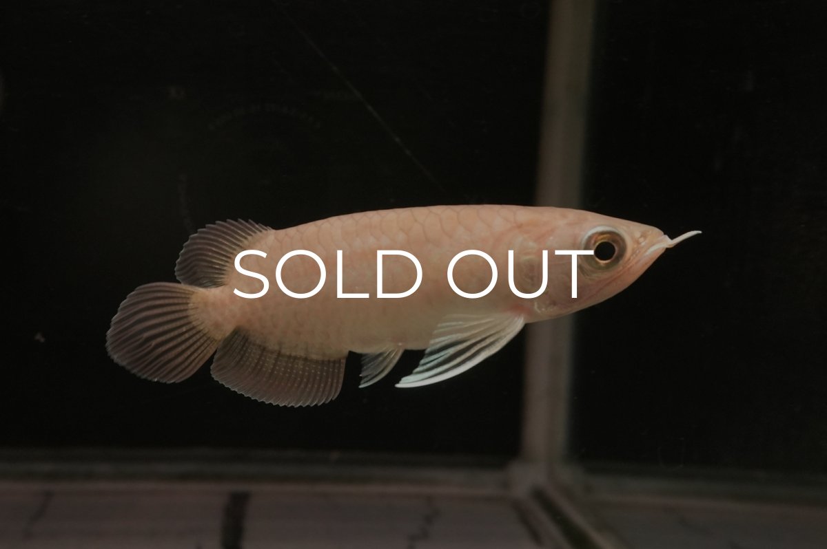 画像2: 青龍（グリーンアロワナ）ショート個体 (2)