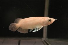 画像2: 青龍（グリーンアロワナ）ショート個体 (2)