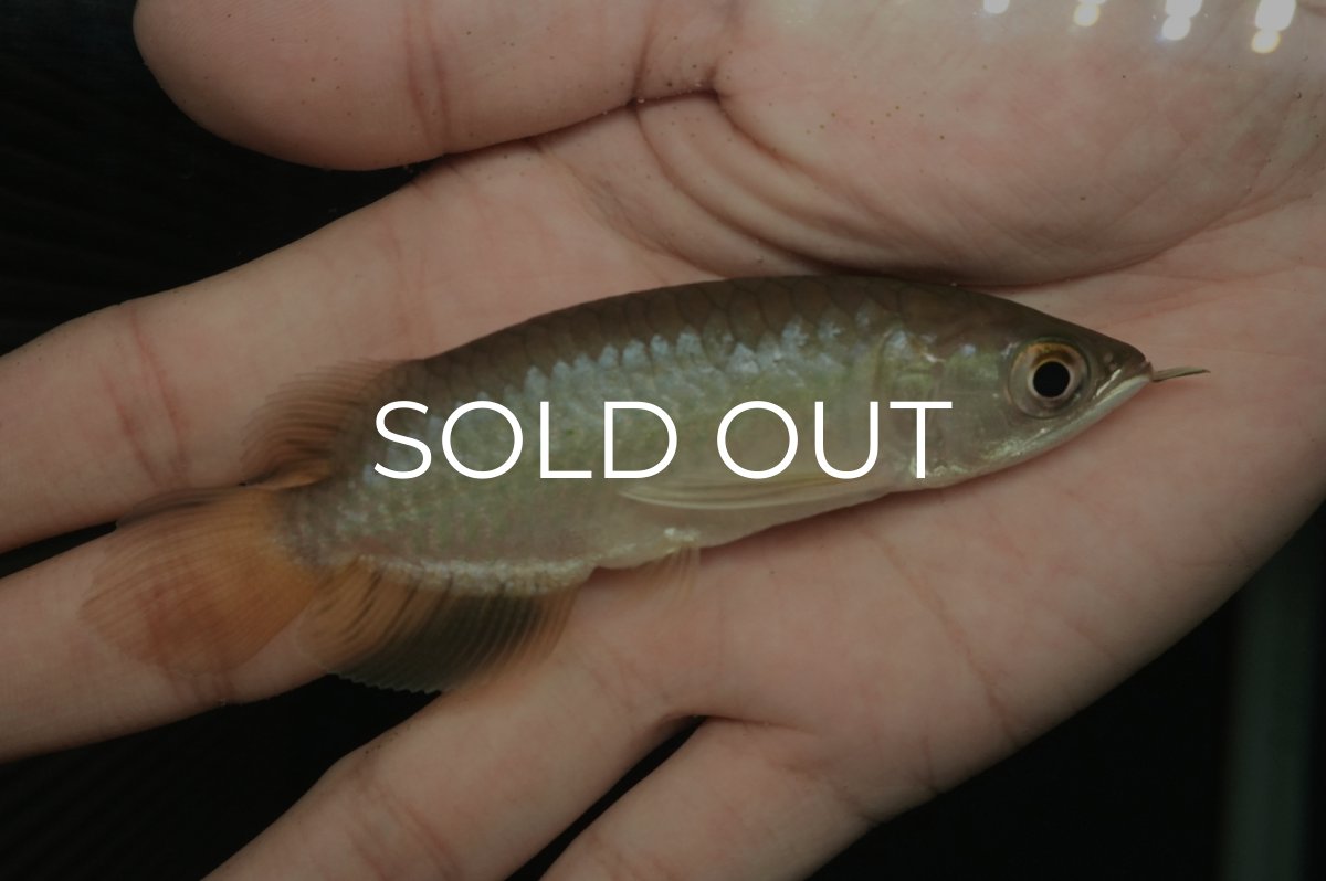 画像4: 青龍（グリーンアロワナ）ショート個体 (4)