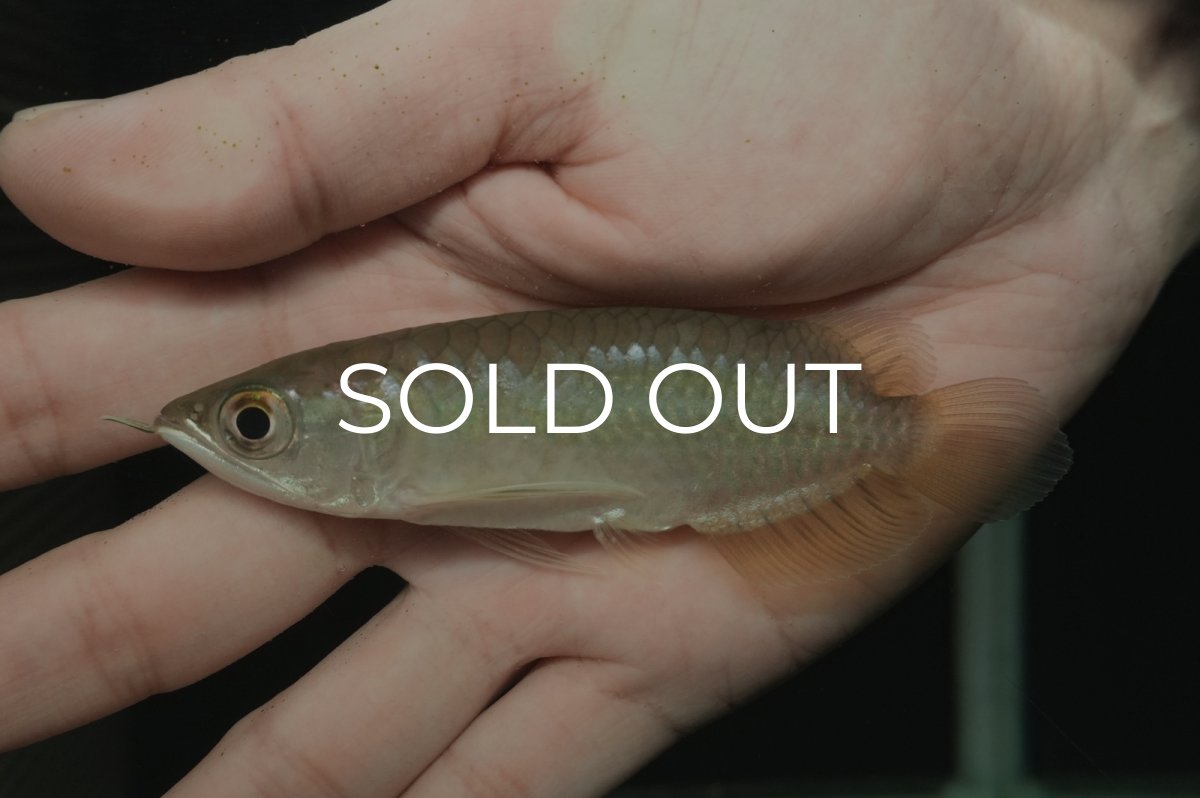 画像5: 青龍（グリーンアロワナ）ショート個体 (5)