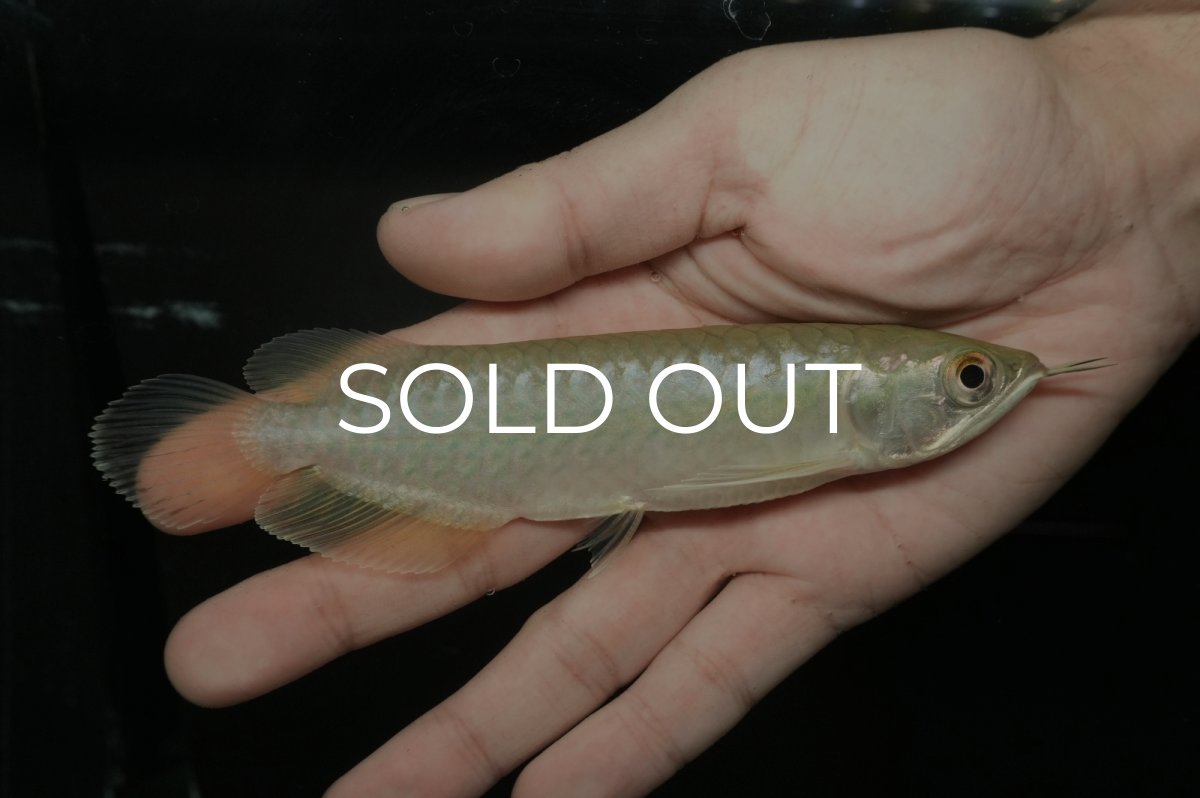 画像1: 青龍（グリーンアロワナ）NO.１ (1)