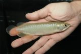 青龍（グリーンアロワナ）NO.１