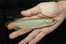 画像1: 青龍（グリーンアロワナ）NO.１ (1)