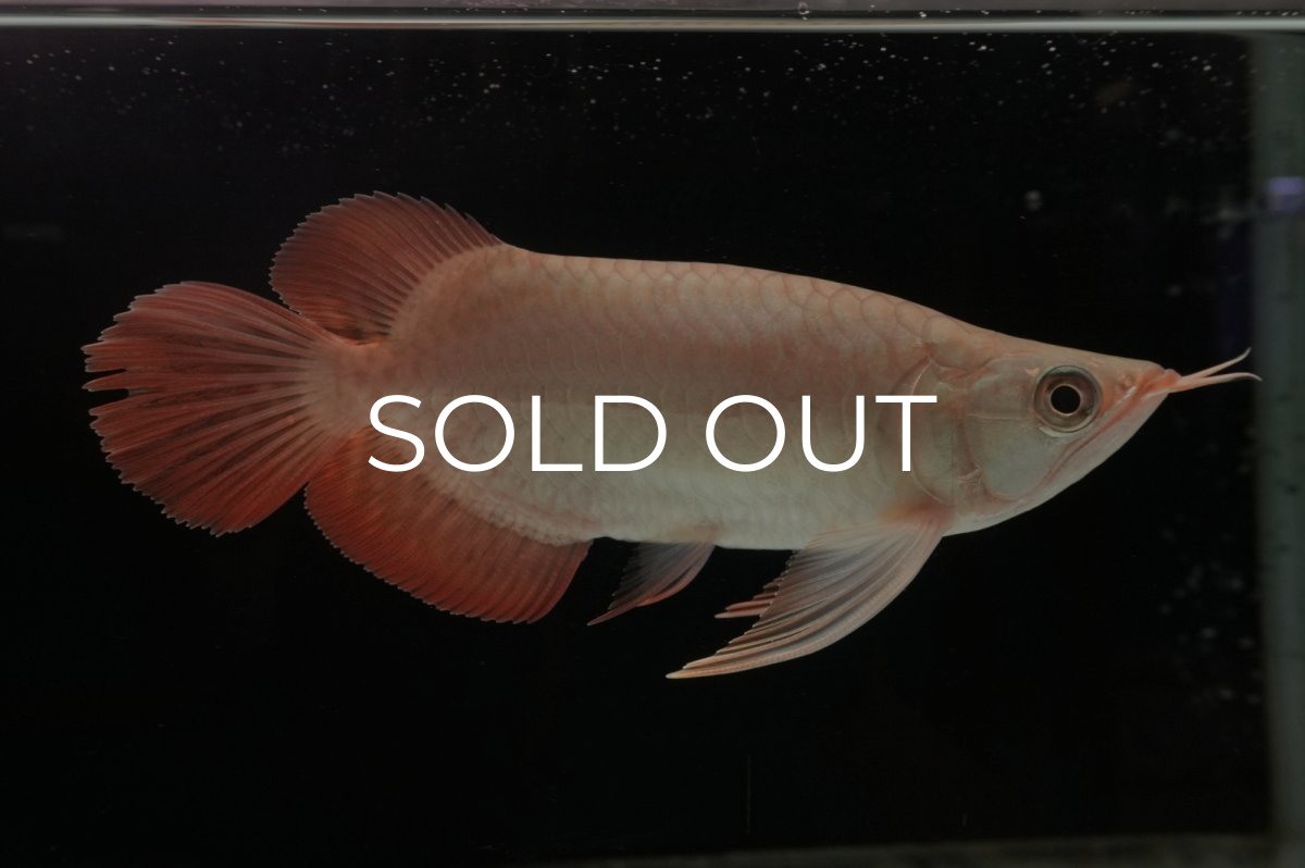 画像5: スーパーレッド ショート個体 NO.37 (5)