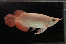 画像5: スーパーレッド ショート個体 NO.37 (5)