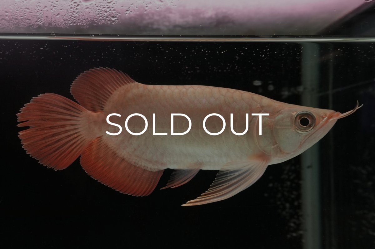 画像4: スーパーレッド ショート個体 NO.37 (4)