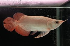 画像4: スーパーレッド ショート個体 NO.37 (4)