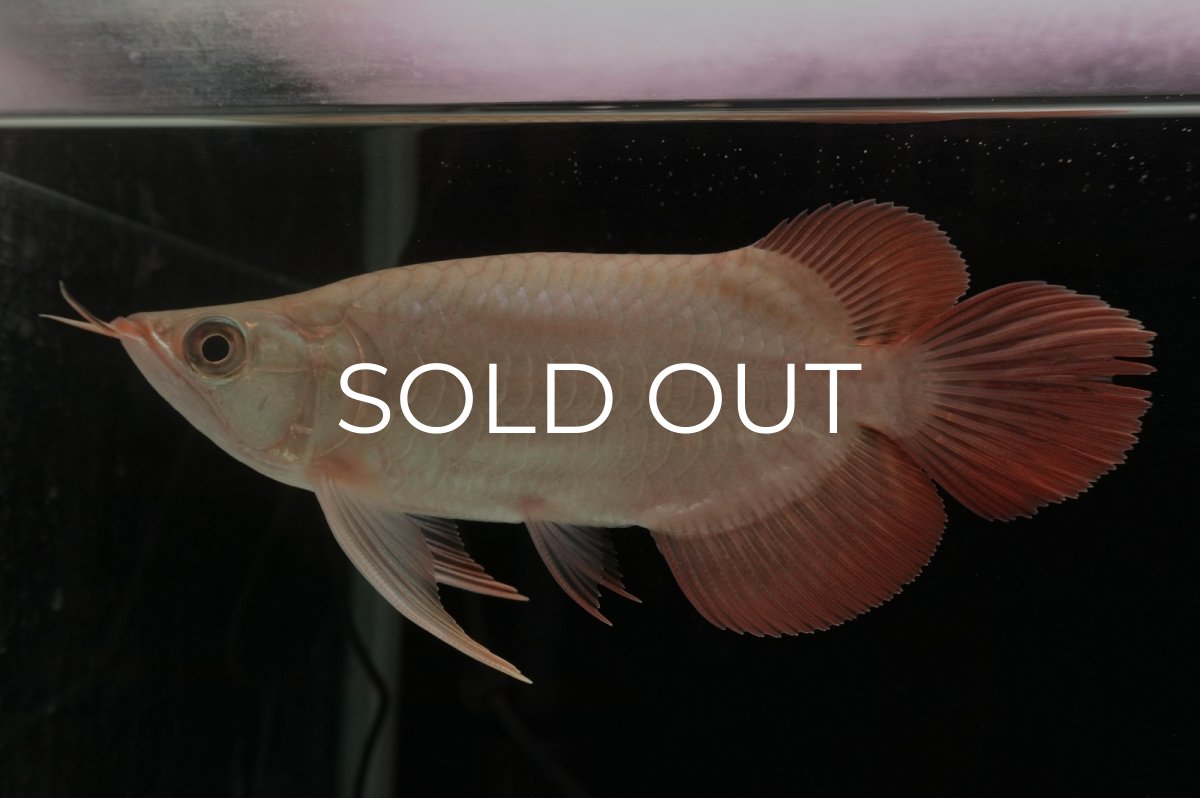 画像3: スーパーレッド ショート個体 NO.37 (3)