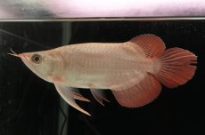 画像3: スーパーレッド ショート個体 NO.37 (3)