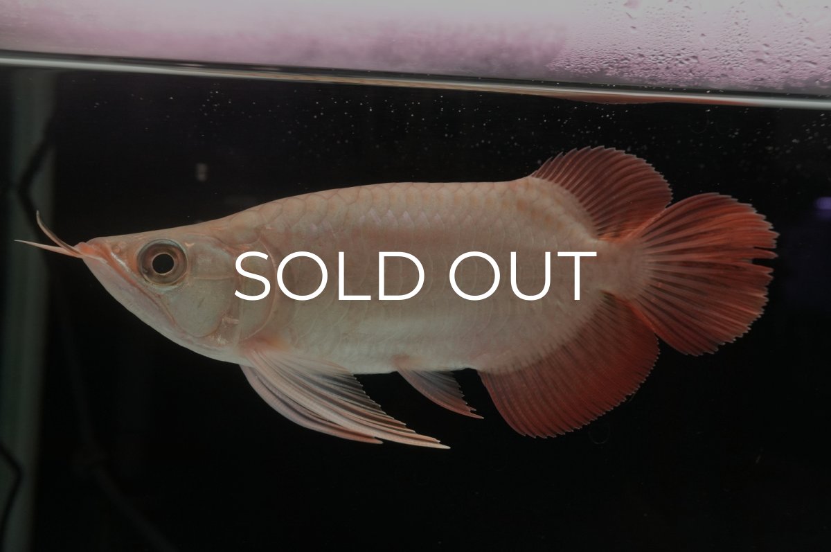 画像1: スーパーレッド ショート個体 NO.37 (1)