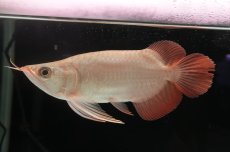 画像1: スーパーレッド ショート個体 NO.37 (1)