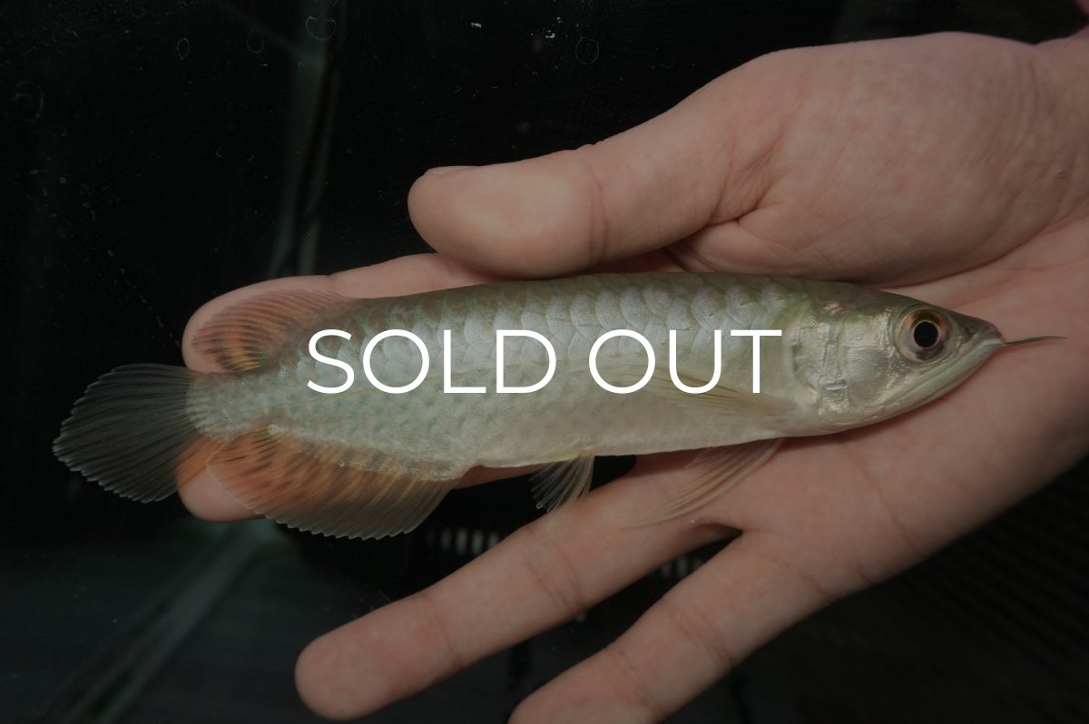 画像1: 青龍（グリーンアロワナ）NO.３ (1)