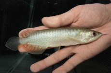 画像1: 青龍（グリーンアロワナ）NO.３ (1)