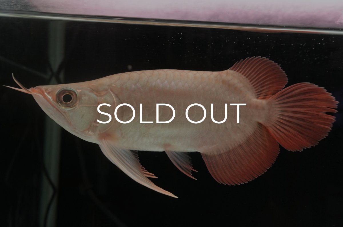 画像2: スーパーレッド ショート個体 NO.37 (2)