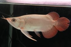 画像2: スーパーレッド ショート個体 NO.37 (2)