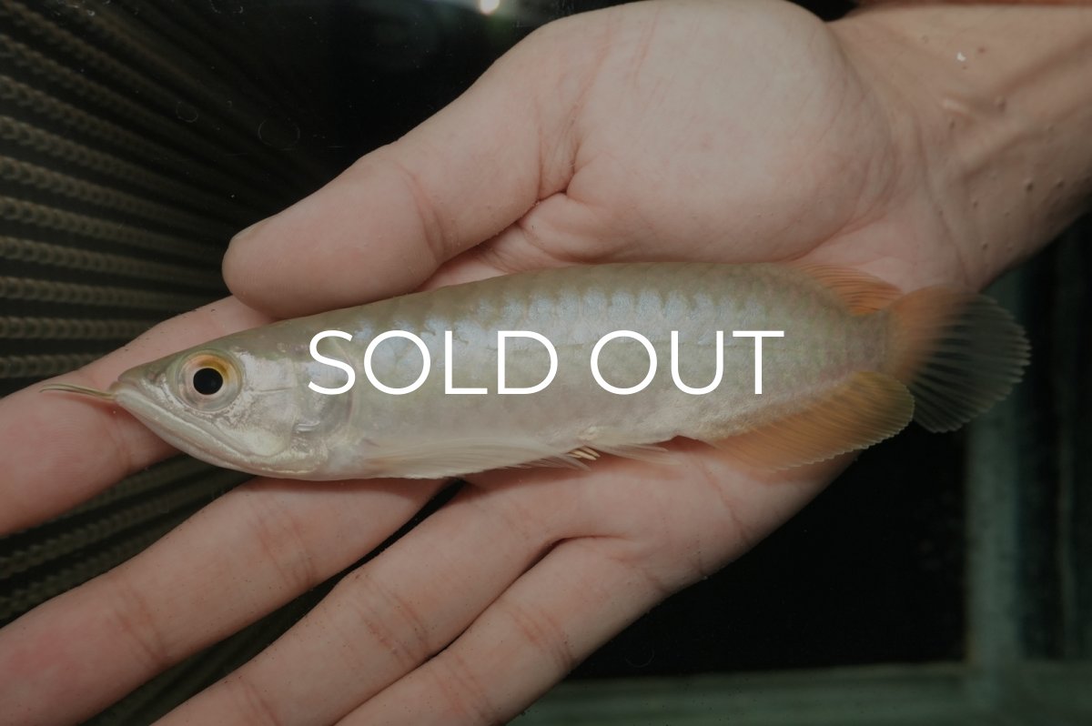 画像1: 青龍（グリーンアロワナ）NO.２ (1)