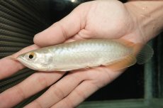 画像1: 青龍（グリーンアロワナ）NO.２ (1)