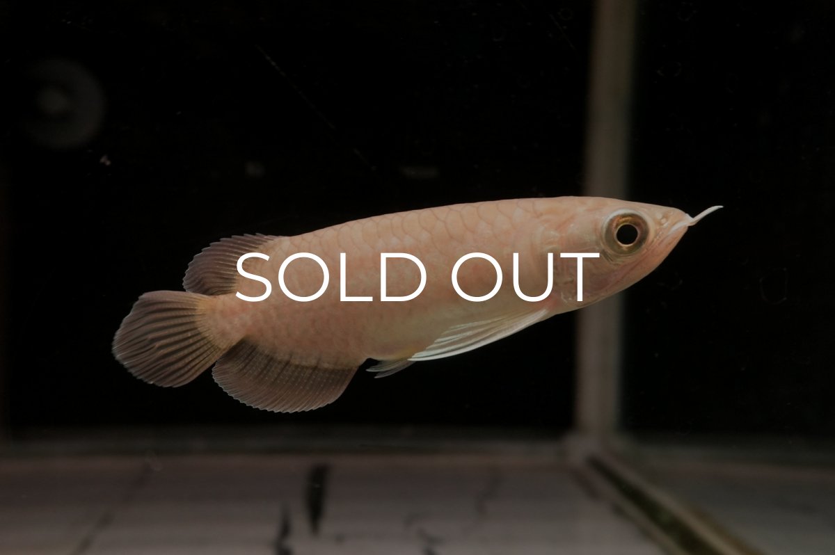 画像3: 青龍（グリーンアロワナ）ショート個体 (3)