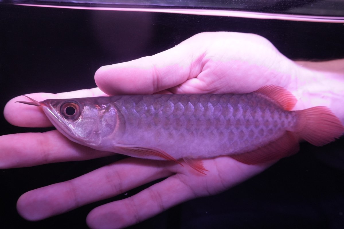 画像1: チリレッド NO.14（インドネシア産） (1)