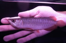 画像1: チリレッド NO.14（インドネシア産） (1)