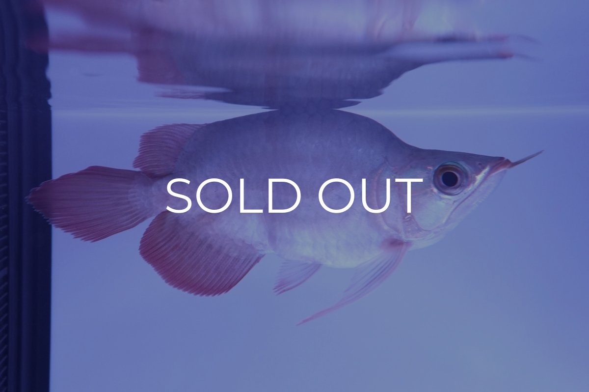 画像2: スーパーレッド ショート個体(#7) NO.41 (2)