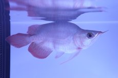 画像2: スーパーレッド ショート個体(#7) NO.41 (2)