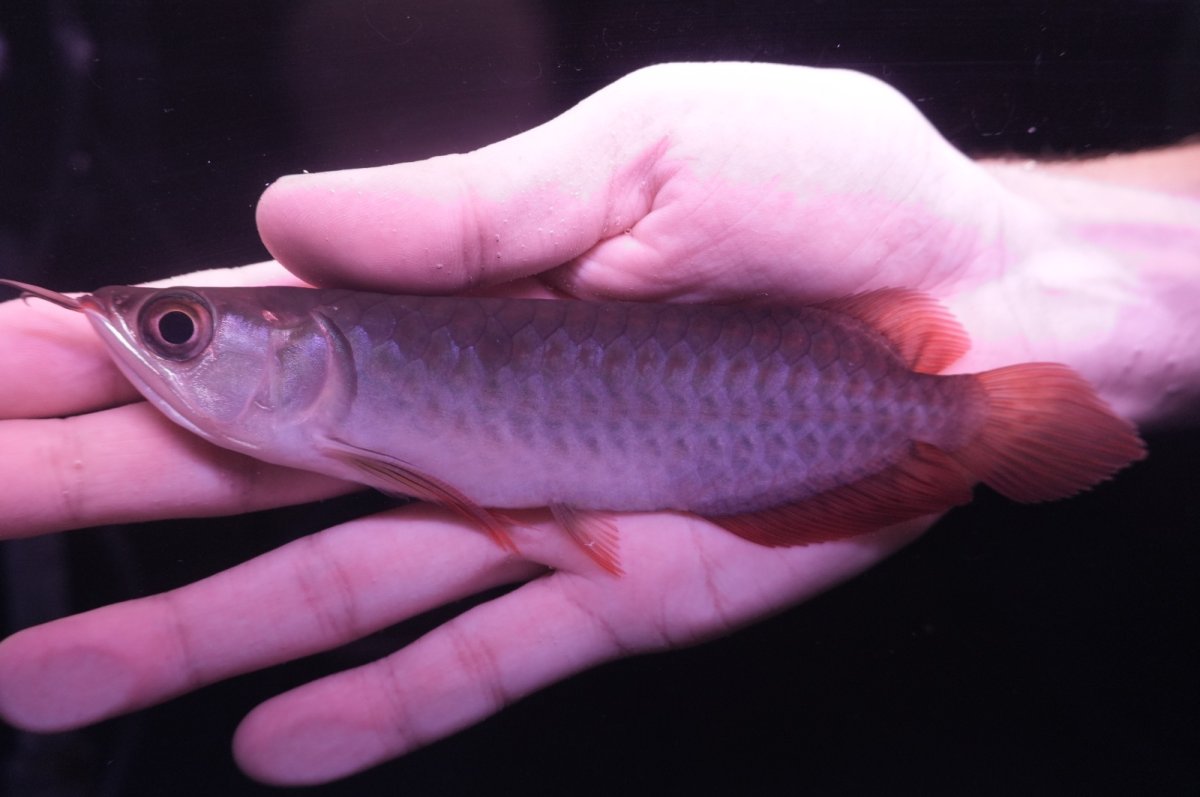 画像1: チリレッド NO.9（インドネシア産） (1)