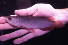 画像1: チリレッド NO.9（インドネシア産） (1)