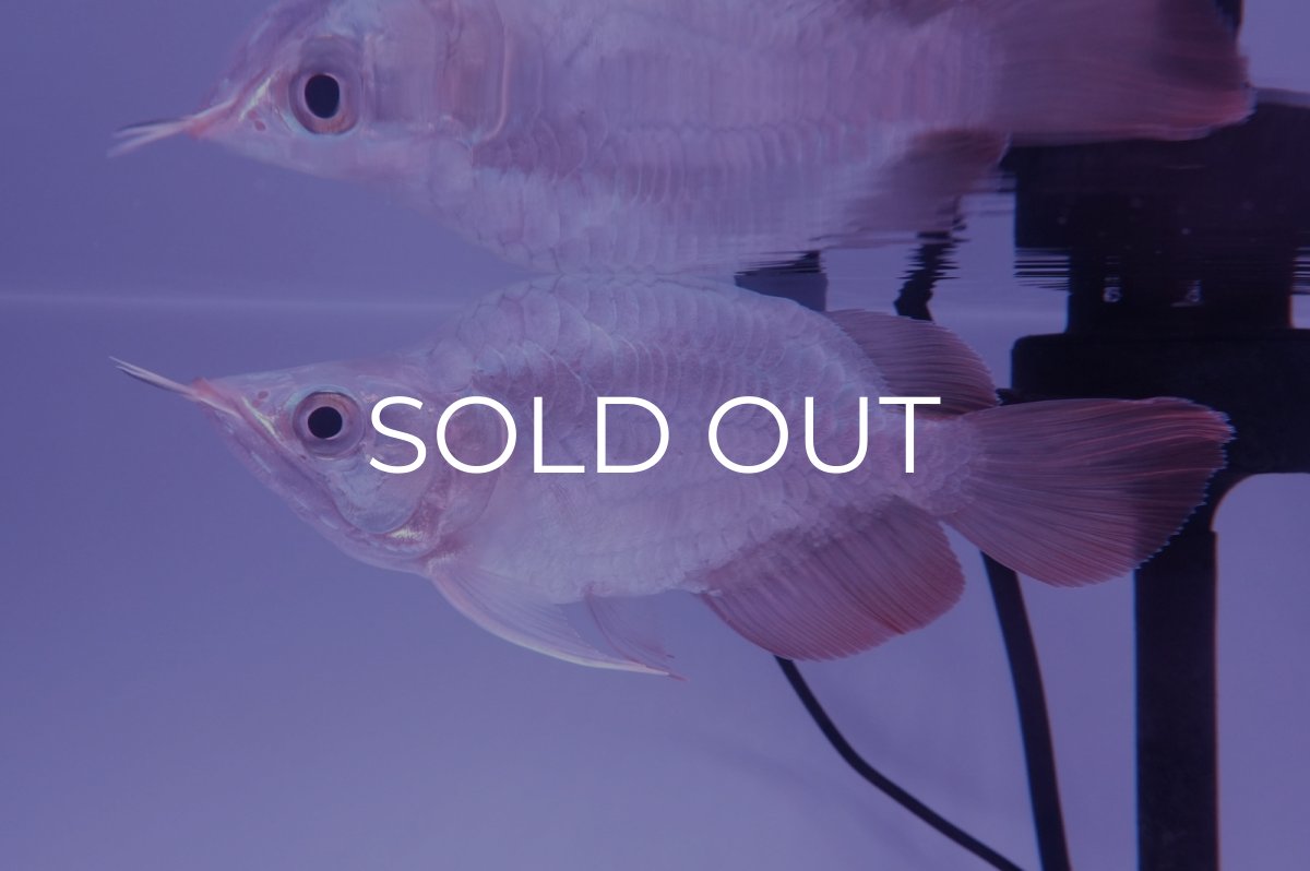 画像1: スーパーレッド ショート個体(#5) NO.38 (1)