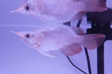 画像1: スーパーレッド ショート個体(#5) NO.38 (1)