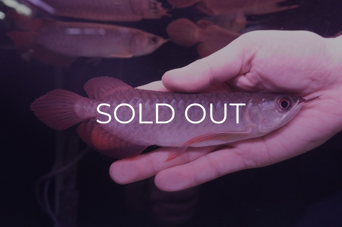 画像2: チリレッド NO.1（インドネシア産） (2)