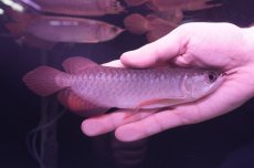 画像2: チリレッド NO.1（インドネシア産） (2)