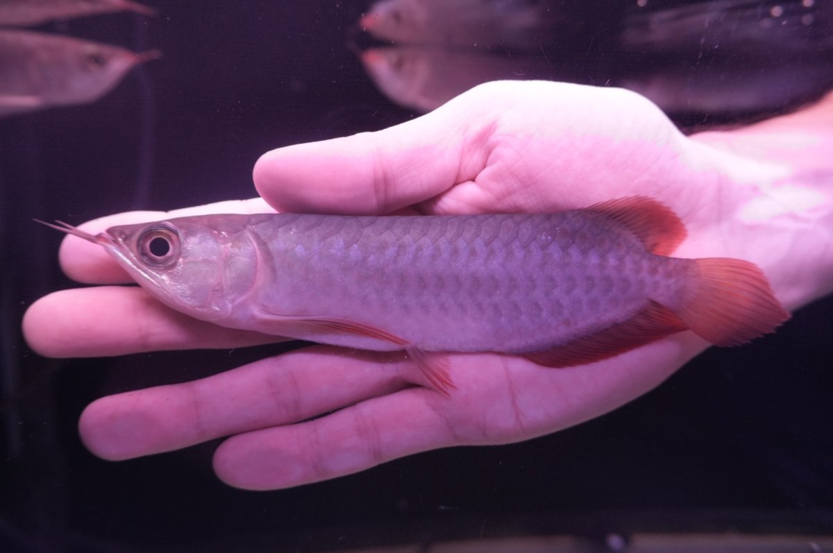 画像2: チリレッド NO.4（インドネシア産） (2)