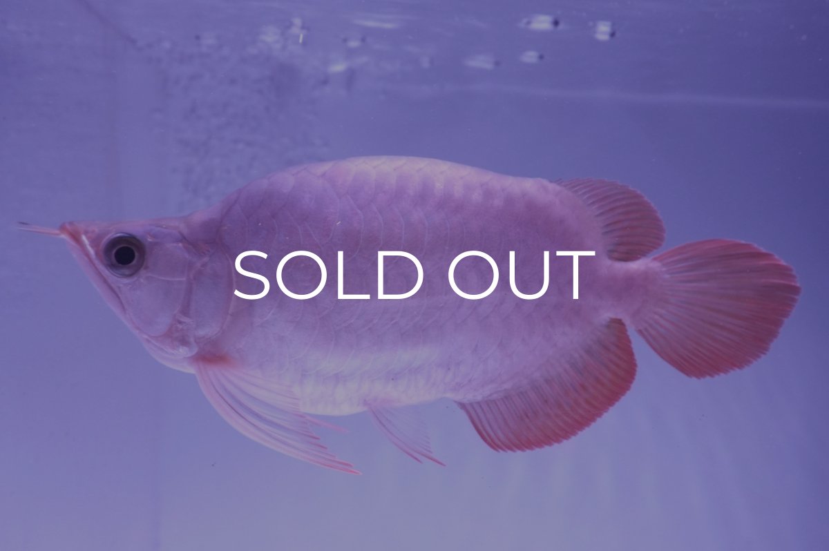 画像1: スーパーレッド ショート個体(#2) NO.39 (1)