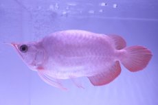 画像1: スーパーレッド ショート個体(#2) NO.39 (1)