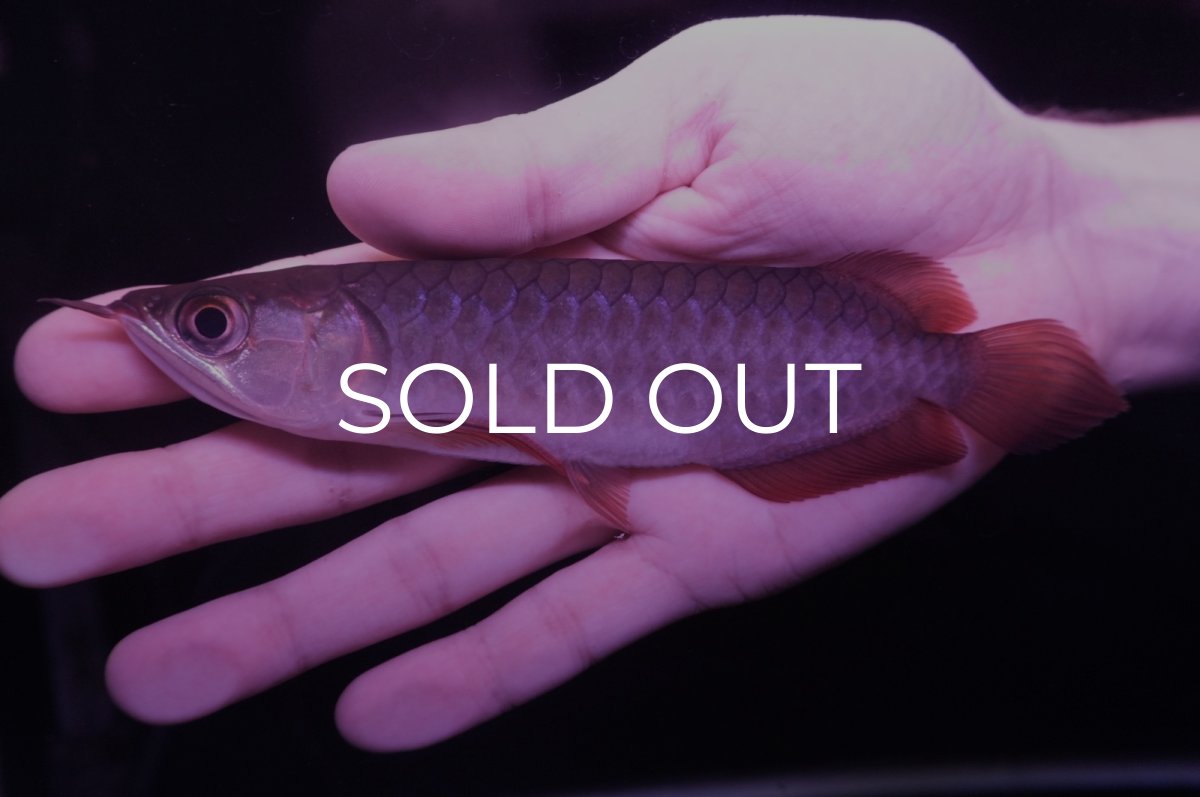 画像1: チリレッド NO.10（インドネシア産） (1)