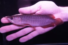 画像1: チリレッド NO.10（インドネシア産） (1)