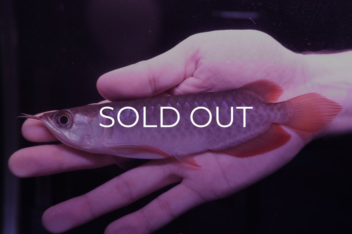 画像1: チリレッド NO.15（インドネシア産） (1)