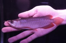 画像1: チリレッド NO.15（インドネシア産） (1)