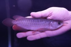 画像2: チリレッド NO.13（インドネシア産） (2)