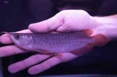 画像1: チリレッド NO.13（インドネシア産） (1)