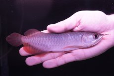 画像2: チリレッド NO.8（インドネシア産） (2)