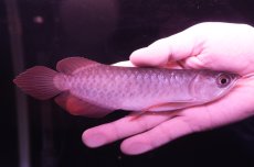 画像1: チリレッド NO.11（インドネシア産） (1)