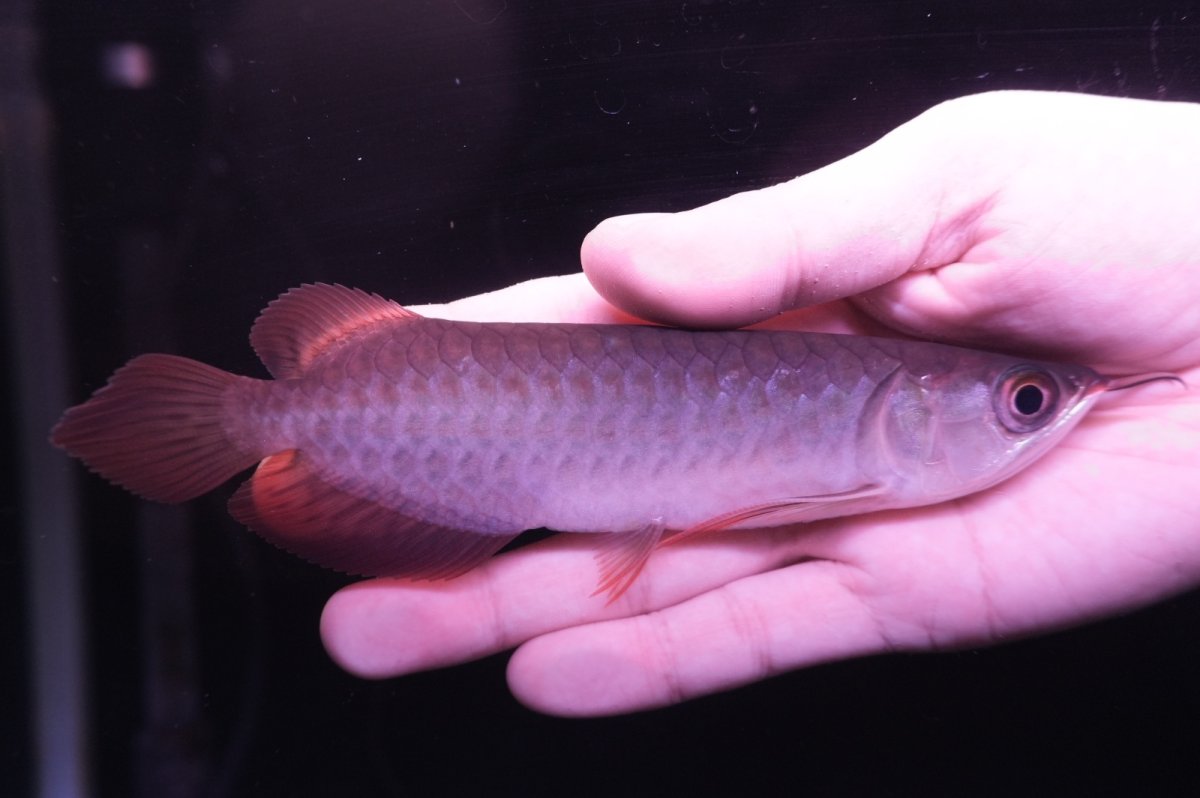 画像2: チリレッド NO.9（インドネシア産） (2)