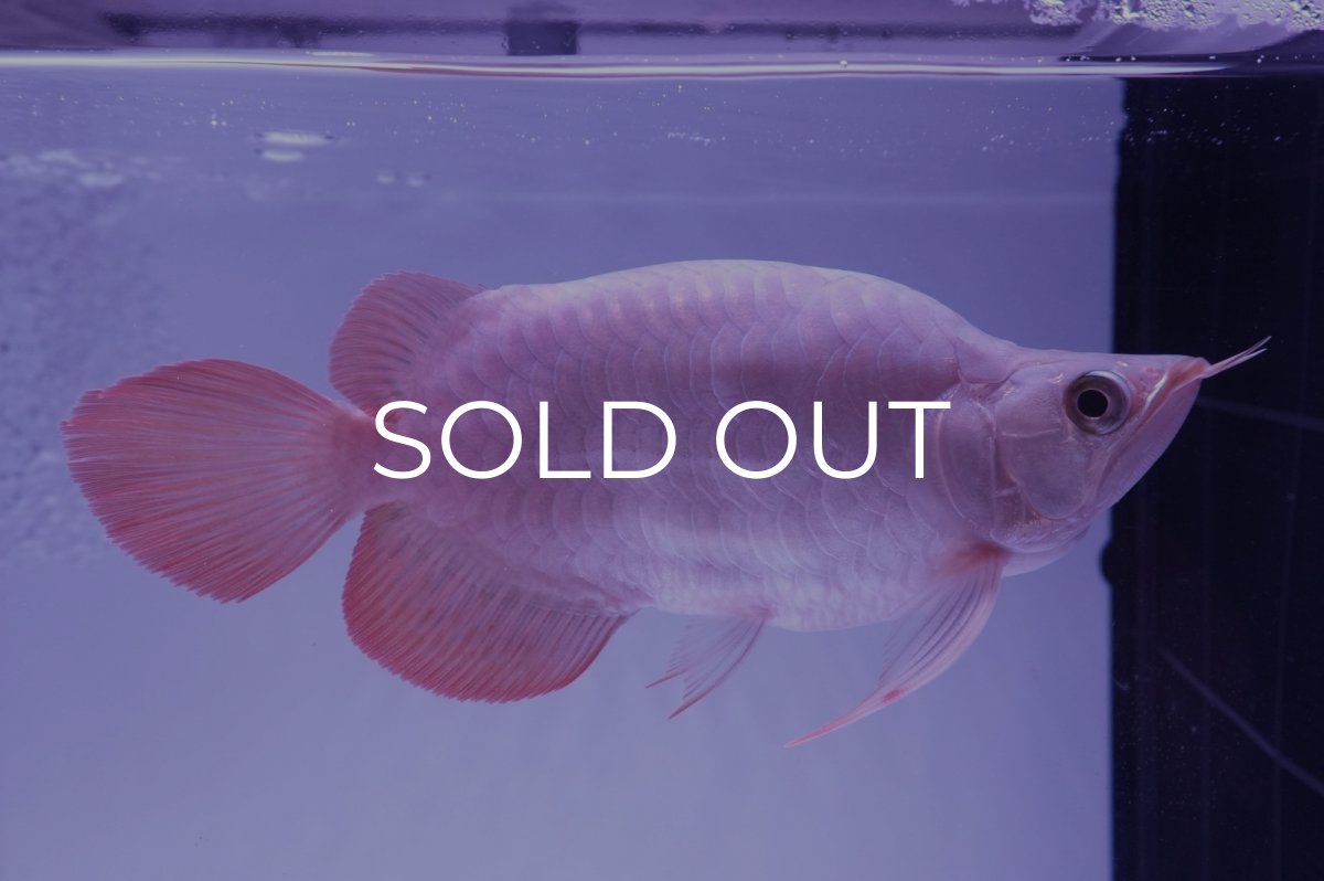 画像2: スーパーレッド ショート個体(#2) NO.39 (2)