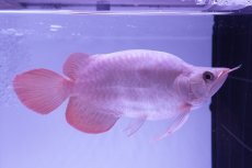 画像2: スーパーレッド ショート個体(#2) NO.39 (2)